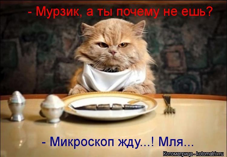 Котоматрица: - Мурзик, а ты почему не ешь? - Микроскоп жду...! Мля...