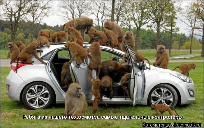 Котоматрица: Ребята из нашего тех.осмотра самые тщательные контролёры