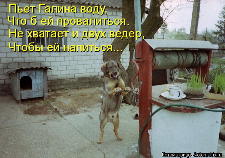 Котоматрица: Пьет Галина воду, Что б ей провалиться. Не хватает и двух ведер, Чтобы ей напиться...