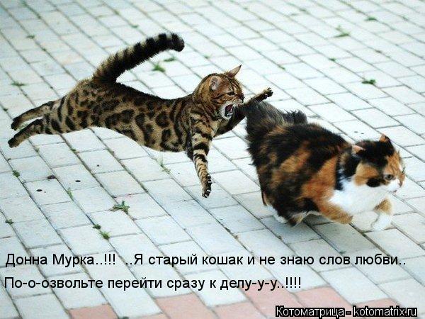Котоматрица: Донна Мурка..!!!  ..Я старый кошак и не знаю слов любви..  По-о-озвольте перейти сразу к делу-у-у..!!!!