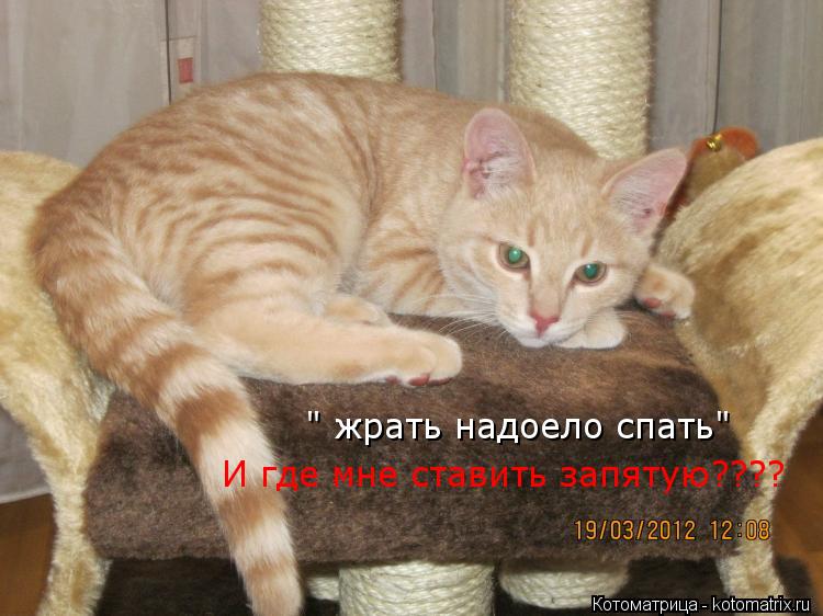 Котоматрица: Мой кот живёт по принципу: «жрать надоело спать». И в течении дня ставит запятую в разных местах. " жрать надоело спать"  И где мне ставить зап