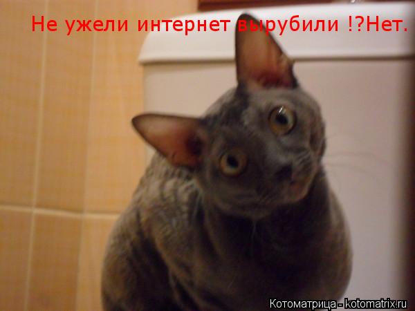 Котоматрица: Не ужели интернет вырубили !?Нет.