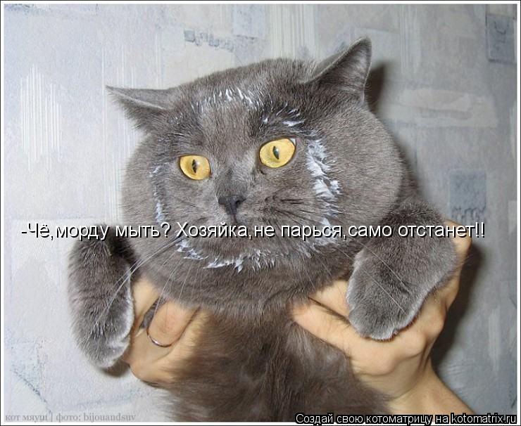 Котоматрица: -Чё,морду мыть? Хозяйка,не парься,само отстанет!!