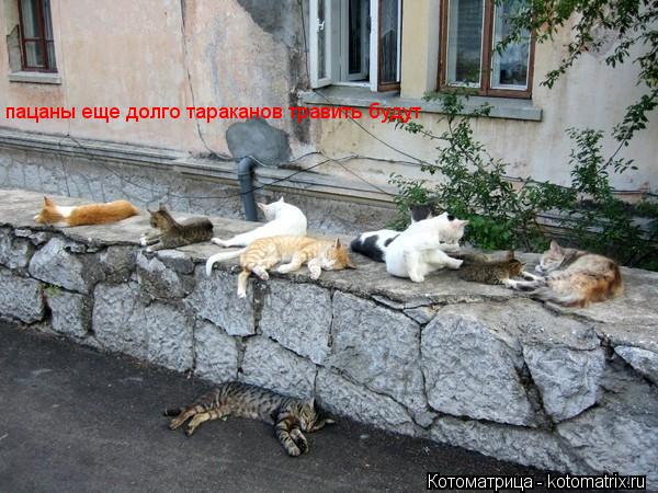 Котоматрица: пацаны еще долго тараканов травить будут