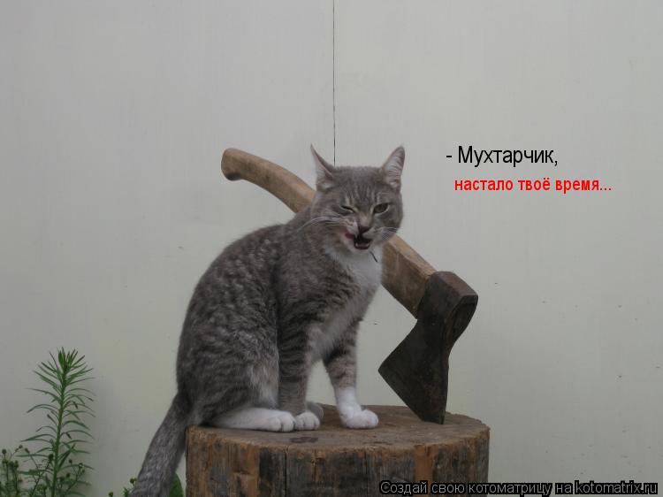 Котоматрица: - Мухтарчик, настало твоё время...