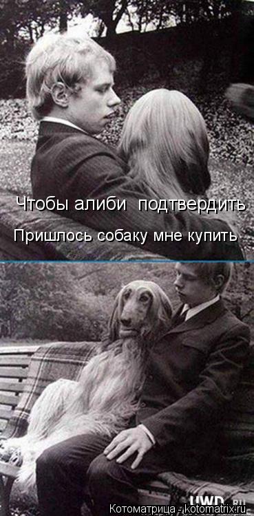 Котоматрица: Чтобы алиби  подтвердить Пришлось собаку мне купить