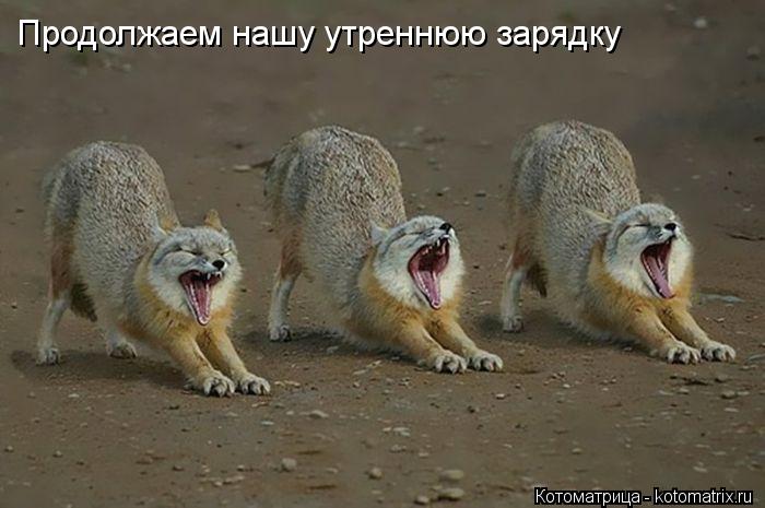 Котоматрица: Продолжаем нашу утреннюю зарядку