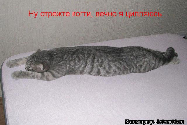 Котоматрица: Ну отрежте когти, вечно я ципляюсь