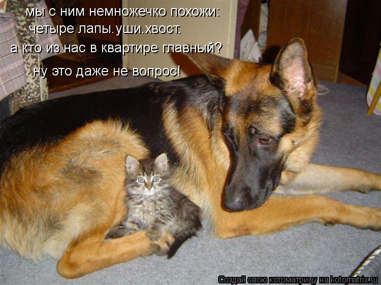мы с ним немножечко похожи: четыре лапы.уши.хвост. а кто из нас в квартире главный? ну это даже не во... Котоматрица: мы с ним немножечко похожи: четыре лапы.уши.хвост. а кто из нас в квартире главный? ну это даже не вопрос!