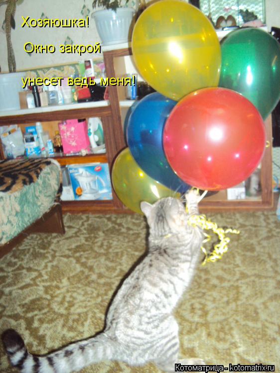Котоматрица: Хозяюшка! Окно закрой унесет ведь меня!