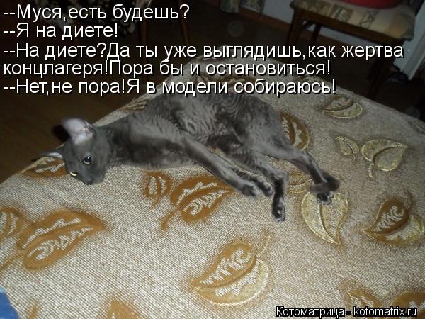 Котоматрица: --Муся,есть будешь? --Я на диете! --На диете?Да ты уже выглядишь,как жертва концлагеря!Пора бы и остановиться! --Нет,не пора!Я в модели собираюсь!
