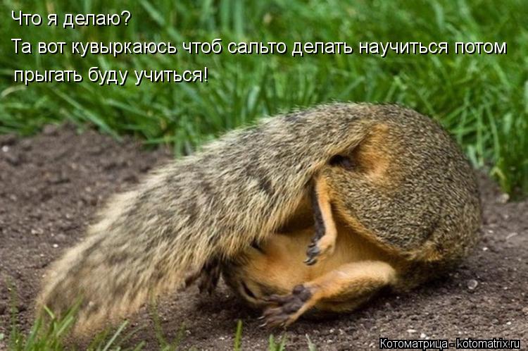 Котоматрица: Что я делаю? Та вот кувыркаюсь чтоб сальто делать научиться потом  прыгать буду учиться!