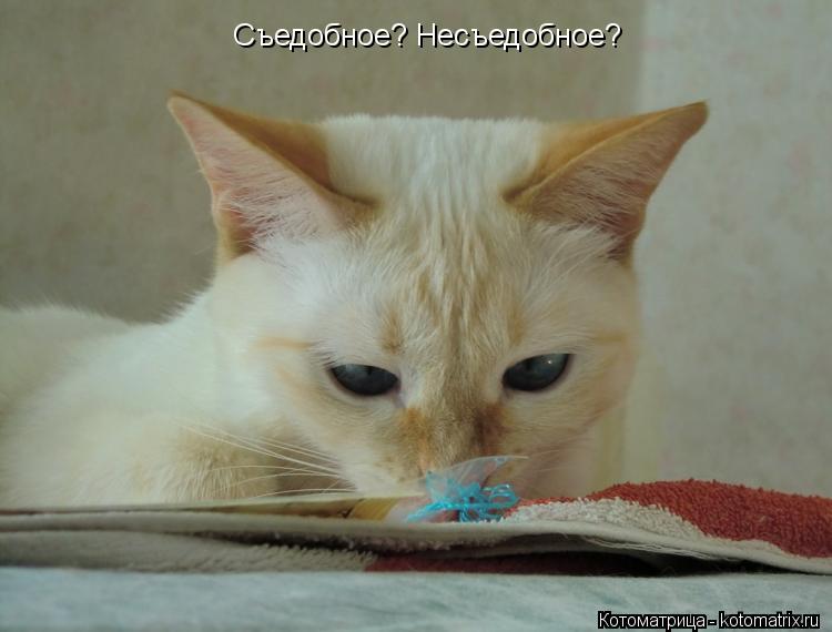 Котоматрица: Съедобное? Несъедобное?