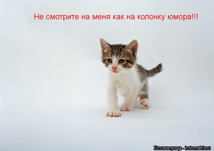 Котоматрица: Не смотрите на меня как на колонку юмора!!!
