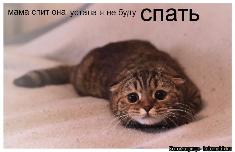 Котоматрица: мама спит она  устала я не буду спать