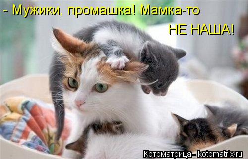 - Мужики, промашка! Мамка-то НЕ НАША!... Котоматрица: - Мужики, промашка! Мамка-то НЕ НАША!