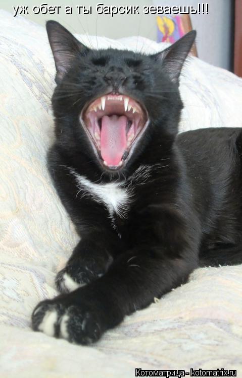 Котоматрица: уж обет а ты барсик зеваешь!!!
