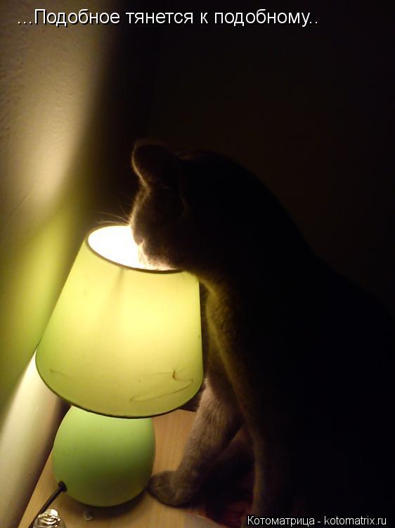 Котоматрица: ...Подобное тянется к подобному..