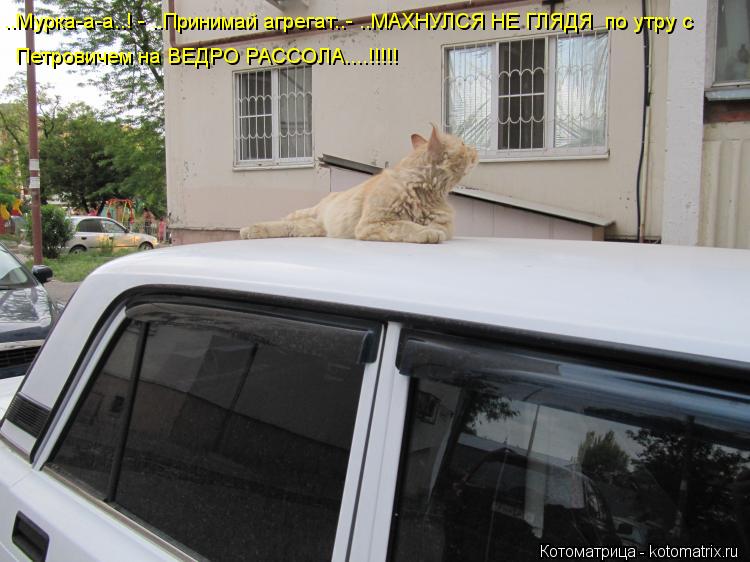 Котоматрица: ..Мурка-а-а..! - ..Принимай агрегат..- ..МАХНУЛСЯ НЕ ГЛЯДЯ  по утру с Петровичем на ВЕДРО РАССОЛА....!!!!!