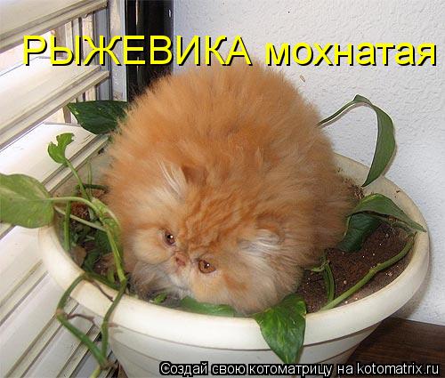 Котоматрица: РЫЖЕВИКА мохнатая