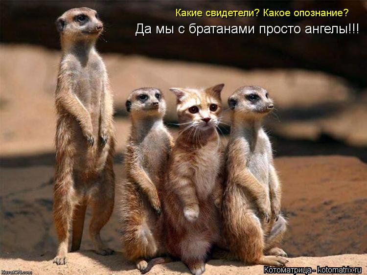 Котоматрица: Какие свидетели? Какое опознание? Да мы с братанами просто ангелы!!!