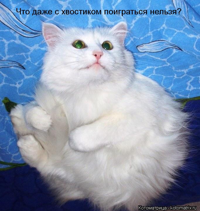 Котоматрица: Что даже с хвостиком поиграться нельзя?
