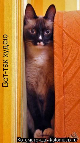 Котоматрица: Вот-так худею Вот-так худею