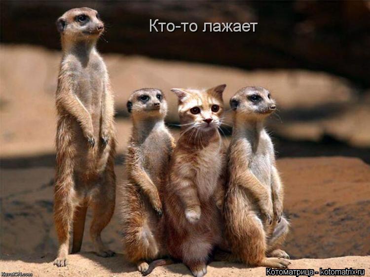 Котоматрица: Кто-то лажает