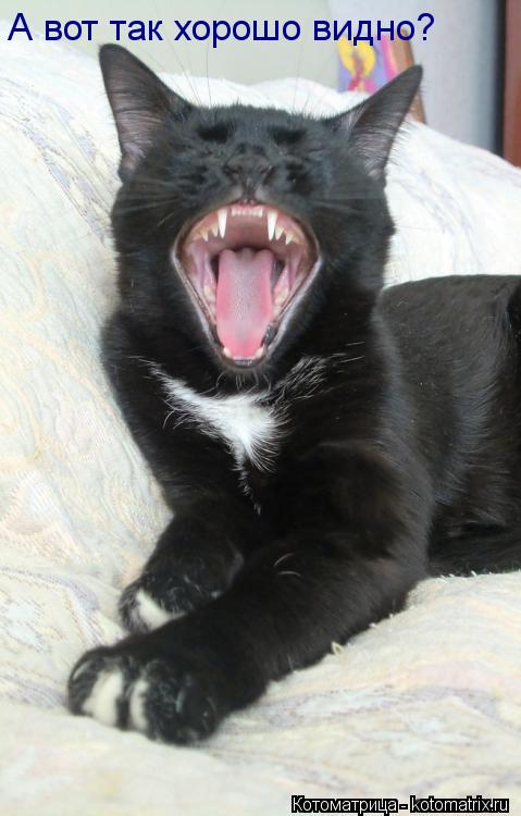 Котоматрица: А вот так хорошо видно?