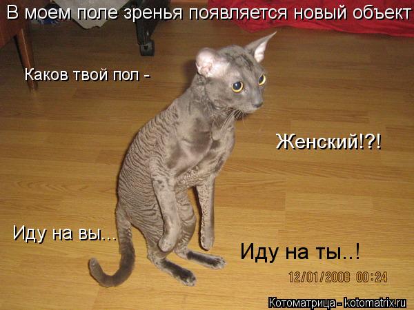 Котоматрица: В моем поле зренья появляется новый объект Каков твой пол - Иду на вы...  Женский!?! Иду на ты..!