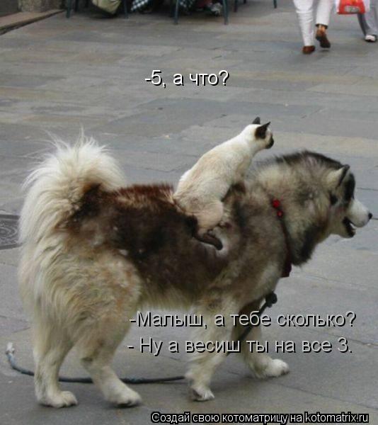 Котоматрица: -Малыш, а тебе сколько? -5, а что? - Ну а весиш ты на все 3.