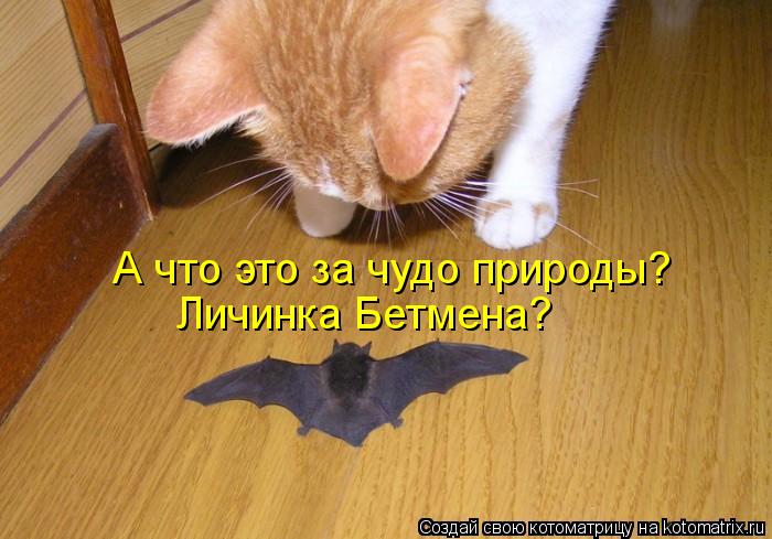 Котоматрица: А что это за чудо природы? Личинка Бетмена?