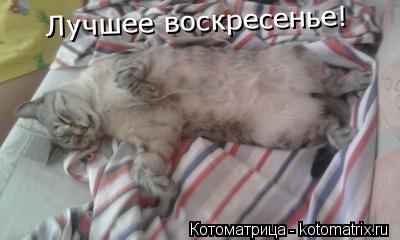 Котоматрица: Лучшее воскресенье!