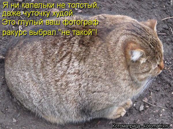 Котоматрица: Я ни капельки не толстый,  даже чуточку худой.  Это глупый ваш фотограф  ракурс выбрал "не такой"!