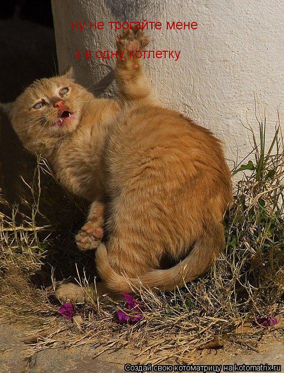 Котоматрица: ну не трогайте мене  зїв одну котлетку