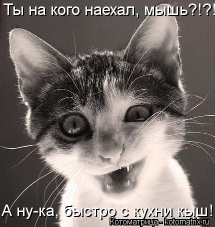 Котоматрица: Ты на кого наехал, мышь?!?! А ну-ка, быстро с кухни кыш!!!