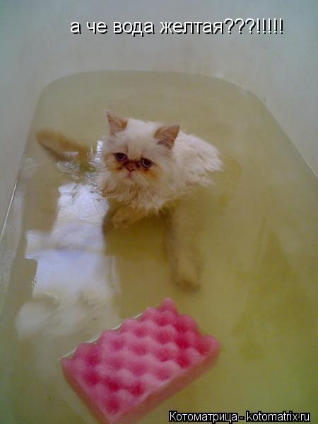 Котоматрица: а че вода желтая???!!!!!