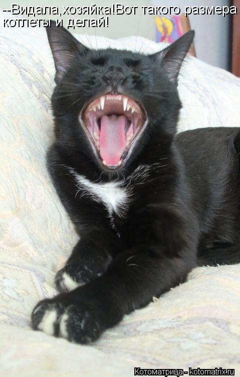 Котоматрица: --Видала,хозяйка!Вот такого размера котлеты и делай!
