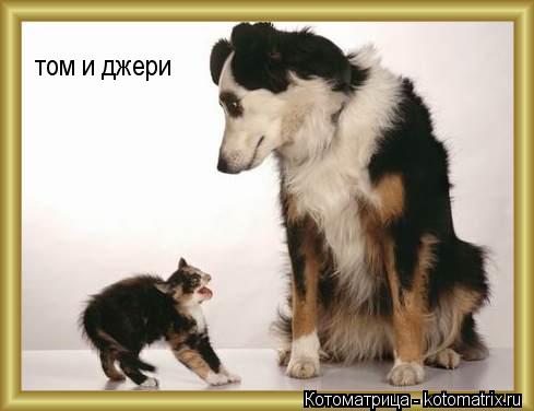 Котоматрица: том и джери