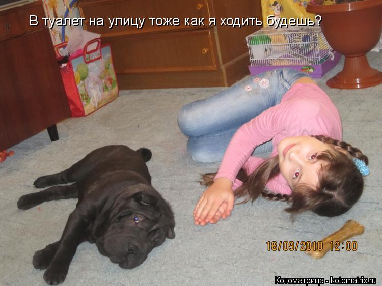 Котоматрица: В туалет на улицу тоже как я ходить будешь?