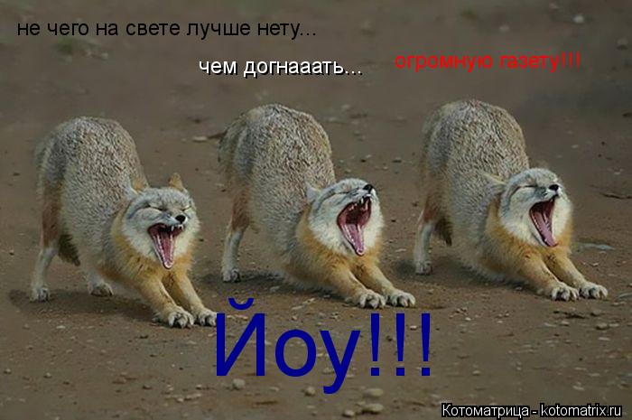 Котоматрица: не чего на свете лучше нету... чем догнааать... огромную газету!!! Йоу!!!
