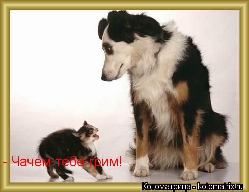Котоматрица: - Чачем тебе грим!