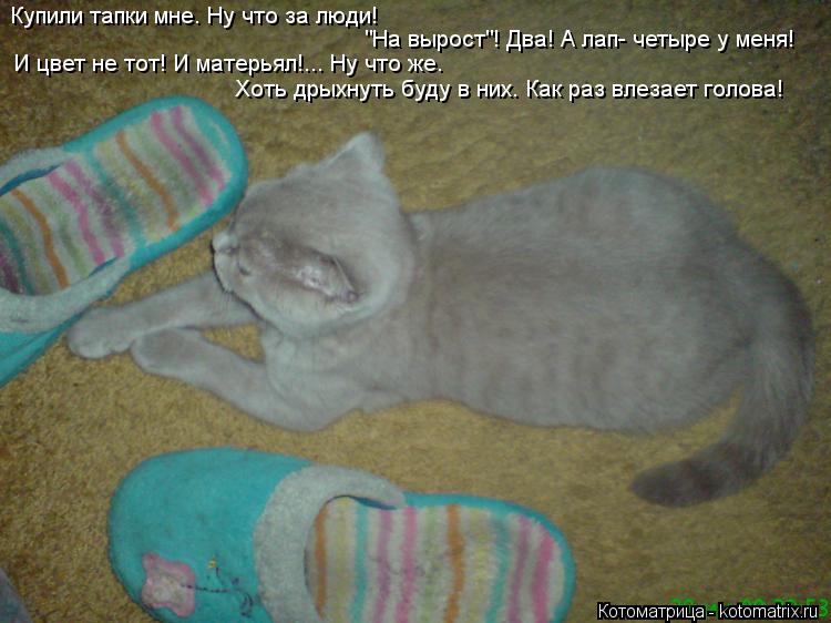 Котоматрица: Купили тапки мне. Ну что за люди!  "На вырост"! Два! А лап- четыре у меня! И цвет не тот! И матерьял!... Ну что же. Хоть дрыхнуть буду в них. Как раз в