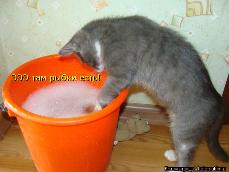 Котоматрица: ЭЭЭ там рыбки есть!