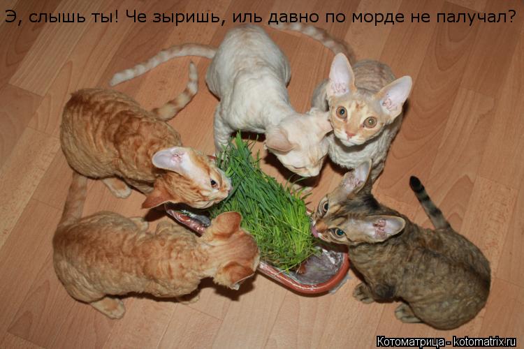 Котоматрица: Э, слышь ты! Че зыришь, иль давно по морде не палучал?