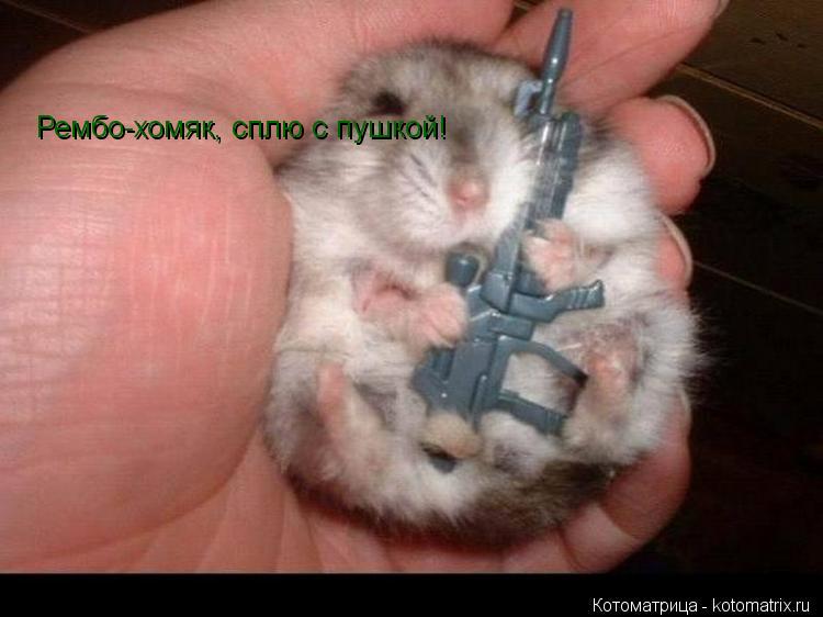 Котоматрица: Рембо-хомяк, сплю с пушкой!