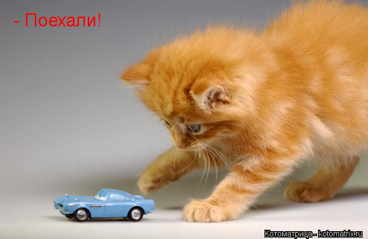 Котоматрица: - Поехали!