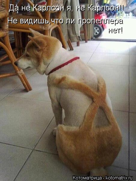 Котоматрица: Да не Карлсон я, не Карлсон!! Не видишь,что ли пропеллера  нет!