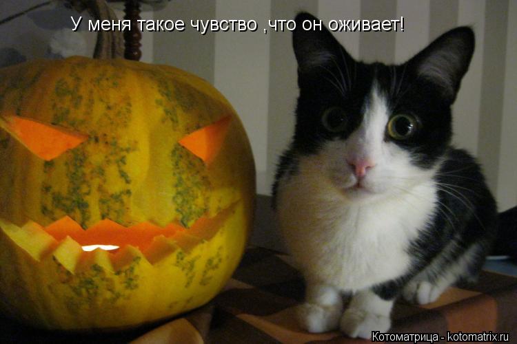 Котоматрица: У меня такое чувство ,что он оживает!
