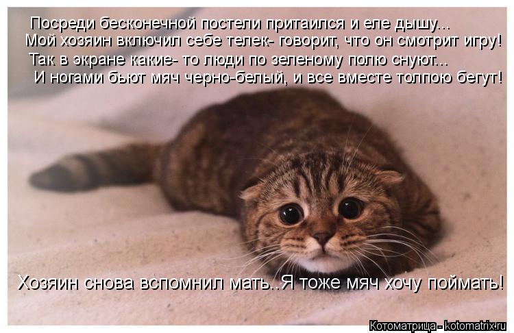 Котоматрица: Посреди бесконечной постели притаился и еле дышу... Мой хозяин включил себе телек- говорит, что он смотрит игру! Так в экране какие- то люди п